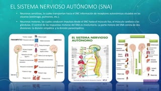 EL SISTEMA NERVIOSO AUTÓNOMO (SNA)
• Neuronas sensitivas, la cuales transportan hacia el SNC información de receptores autonómicos situados en las
vísceras (estómago, pulmones, etc.).
• Neuronas motoras, las cuales conducen impulsos desde el SNC hasta el músculo liso, el músculo cardíaco y las
glándulas. El control de las respuestas motoras del SNA es involuntario. La parte motora del SNA consta de dos
divisiones: la división simpática y la división parasimpática.
 