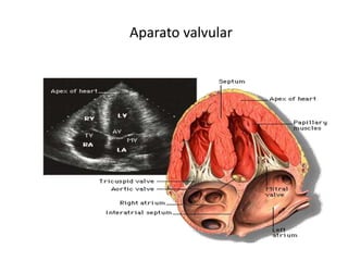 Aparato valvular 
 