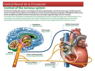 Control Neural de la Circulación 
 