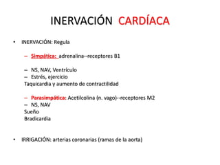 INERVACIÓN CARDÍACA 
• INERVACIÓN: Regula 
– Simpática: adrenalina--receptores B1 
– NS, NAV, Ventrículo 
– Estrés, ejercicio 
Taquicardia y aumento de contractilidad 
– Parasimpática: Acetilcolina (n. vago)--receptores M2 
– NS, NAV 
Sueño 
Bradicardia 
• IRRIGACIÓN: arterias coronarias (ramas de la aorta) 
 