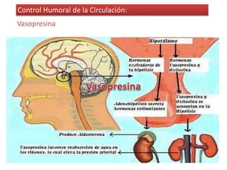 Control Humoral de la Circulación: 
Vasopresina 
 