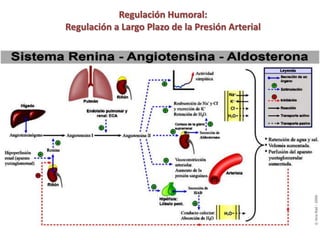 Regulación Humoral: 
Regulación a Largo Plazo de la Presión Arterial 
Angiotensina II Aldosterona 
Tubulo distal renal: 
Cotransportador Na – Cl 
Cotransportador Cl – K 
Canales de Na 
 