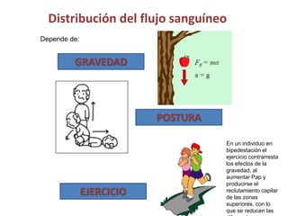 Distribución del flujo sanguíneo 
GRAVEDAD 
POSTURA 
EJERCICIO 
Depende de: 
En un individuo en 
bipedestación el 
ejercicio contrarresta 
los efectos de la 
gravedad, al 
aumentar Pap y 
producirse el 
reclutamiento capilar 
de las zonas 
superiores, con lo 
que se reducen las 
diferencias 
 