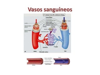 Vasos sanguíneos 
 