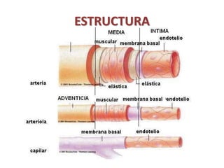ESTRUCTURA 
 