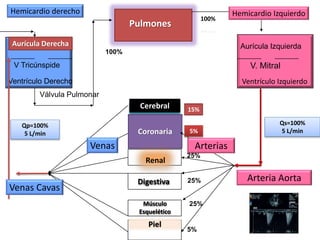 Hemicardio derecho Hemicardio Izquierdo 
Pulmones 
Aurícula Derecha Aurícula Izquierda 
V Tricúnspide V. Mitral 
Ventrículo Derecho Ventrículo Izquierdo 
Cerebral 
Coronaria 
Renal 
Digestiva 
Músculo 
Esquelético 
Piel 
Válvula Pulmonar 
Venas Cavas 
Arteria Aorta 
15% 
5% 
Venas Arterias 
25% 
25% 
25% 
5% 
Qs=100% 
5 L/min 
Qp=100% 
5 L/min 
100% 
100% 
 