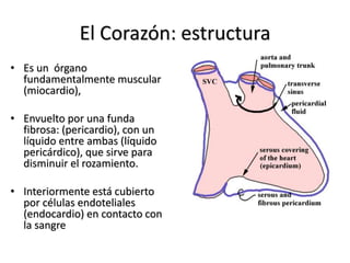 El Corazón: estructura 
• Es un órgano 
fundamentalmente muscular 
(miocardio), 
• Envuelto por una funda 
fibrosa: (pericardio), con un 
líquido entre ambas (líquido 
pericárdico), que sirve para 
disminuir el rozamiento. 
• Interiormente está cubierto 
por células endoteliales 
(endocardio) en contacto con 
la sangre 
 