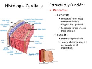 Histología Cardíaca Estructura y Función: 
• Pericardio: 
– Estructura 
• Pericardio Fibroso (tej. 
Conectivo denso e 
irregular-hoja parietal) 
• Pericardio Seroso interno 
(hoja visceral). 
– Función: 
• membrana protectora. 
• Impide el desplazamiento 
del corazón en el 
mediastino. 
 