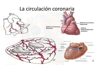 La circulación coronaria 
 