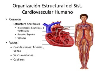 Organización Estructural del Sist. 
Cardiovascular Humano 
• Corazón 
– Estructura Anatómica 
• 4 cavidades: 2 aurículas, 2 
ventrículos 
• Paredes: Septum 
• Válvulas 
• Vasos: 
– Grandes vasos: Arterias , 
Venas 
– Vasos medianos: 
– Capilares 
 