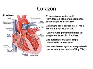 Corazón 
El corazón se tabica en 2 
Hemicardios: Derecho e izquierdo, 
esta sangre no se mezcla 
La sangre pasa secuencialmente de 
aurícula a ventrículo. Cir 
Las valvulas permiten el flujo de 
sangre en una sola dirección 
Las aurículas reciben sangre 
proveniente de una vena 
Los ventrículos eyectan sangre hacia 
una arteria (dos bombas V.I. y V.D.) 
. 
 