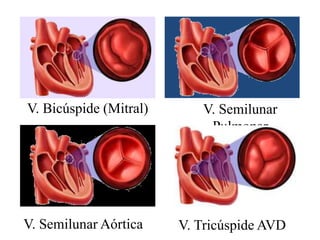 V. Bicúspide (Mitral) V. Semilunar 
Pulmonar 
V. Semilunar Aórtica V. Tricúspide AVD 
 