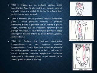  TIPO I: Irrigado por un pedículo vascular único
(dominante). Toda la piel podrá ser elevada junto al
músculo como una unidad. Ej. tensor de la fascia lata,
gastrocnemio, recto femoral.
 TIPO II: Formado por un pedículo vascular dominante
junto a varios pedículos menores. El pedículo
dominante tiende a penetrar por el vientre o por el
origen, mientras que los accesorios penetran por la
porción más distal. El vaso dominante puede ser capaz
de irrigar el músculo entero. Ej. Bíceps femoral, gracilis,
semitendinoso.
 TIPO III: Reciben dos pedículos dominantes
independientes de dos regiones arteriales
independientes. Es un colgajo muy versátil, en el que la
isla cutánea puede tomarse de un lado o del otro. Ej.
Recto abdominal (arterias epigástricas profundas
superiores e inferiores), glúteo mayor (ramas de la
arteria glútea superior e inferior)
 
