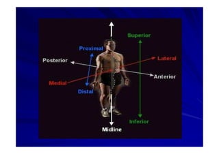 Generalidades Anatomia Parte1