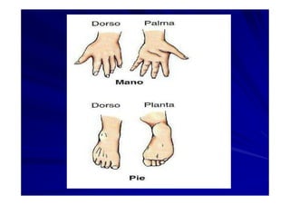 Generalidades Anatomia Parte1