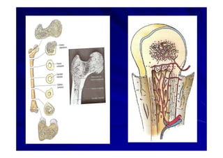 Generalidades Anatomia Parte1