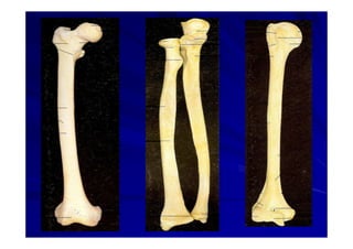 Generalidades Anatomia Parte1