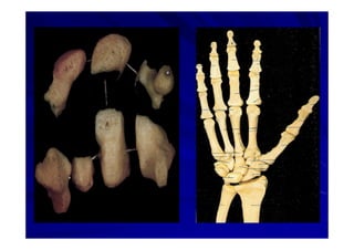 Generalidades Anatomia Parte1