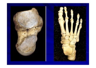 Generalidades Anatomia Parte1
