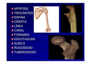 Generalidades Anatomia Parte1