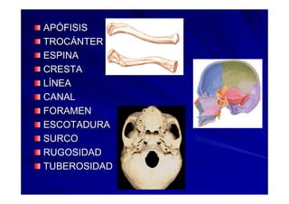 Generalidades Anatomia Parte1