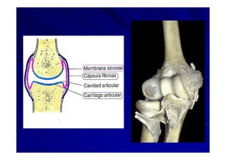 Generalidades Anatomia Parte1