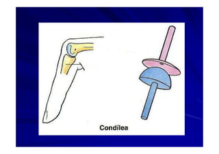 Generalidades Anatomia Parte1