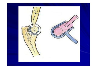 Generalidades Anatomia Parte1