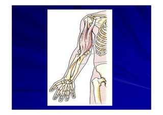 Generalidades Anatomia Parte1