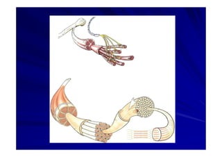 Generalidades Anatomia Parte1