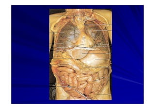 Generalidades Anatomia Parte1