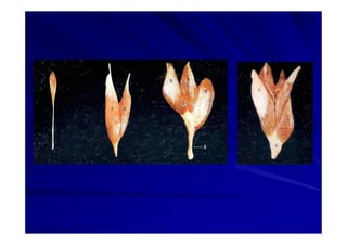 Generalidades Anatomia Parte1