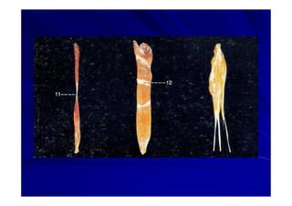 Generalidades Anatomia Parte1