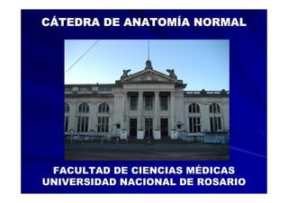 CÁTEDRA DE ANATOMÍA NORMAL




 FACULTAD DE CIENCIAS MÉDICAS
UNIVERSIDAD NACIONAL DE ROSARIO
 