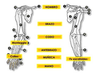 HOMBRO
BRAZO
CODO
ANTEBRAZO
MUÑECA
MANO
Monteggia
Colles
Fx escafoides
 