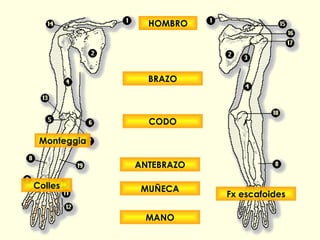 HOMBRO BRAZO CODO ANTEBRAZO MUÑECA MANO Monteggia Colles Fx escafoides 