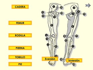 CADERA FEMUR RODILLA PIERNA TOBILLO PIE Eversión Inversión 