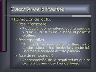 Curación de la fractura Formación del callo. Fase inflamatoria. Producción de hematoma que se coagula y a las 18 a 20 hs de la lesión el periostio prolifera. Fase reparativa. El coágulo se reorganiza, prolifera tejido celular osteogénico (periostio y endostio). Finalmente aparece el callo primario. Fase de remodelación. Recomposición de la arqutitectura que se ajusta a las líneas de stress del hueso. 