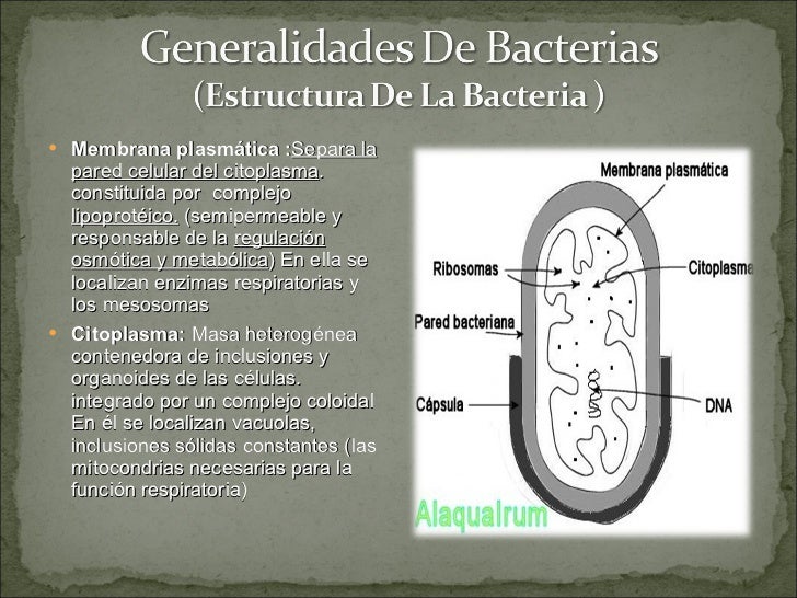 Generalidades De Las Bacterias Gram Positivas Estreptococos Y Est