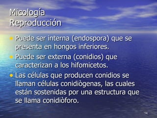 Micología Reproducción Puede ser interna (endospora) que se presenta en hongos inferiores. Puede ser externa (conidios) que caracterizan a los hifomicetos. Las células que producen conidios se llaman células conidiògenas, las cuales están sostenidas por una estructura que se llama conidiòforo. 
