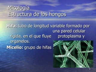 Micología Estructura de los hongos Hifa:  tubo de longitud variable formado por  una pared celular rígida, en el que fluye  protoplasma y organelos. Micelio:  grupo de hifas . 
