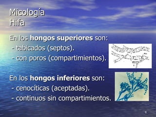 Micología Hifa En los  hongos superiores  son: - tabicados (septos). - con poros (compartimientos). En los  hongos inferiores  son: - cenocíticas (aceptadas). - continuos sin compartimientos. 