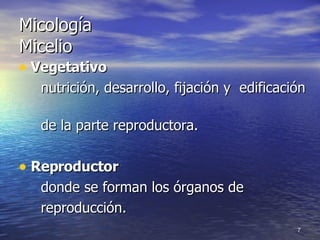 Micología Micelio Vegetativo  nutrición, desarrollo, fijación y  edificación  de la parte reproductora. Reproductor   donde se forman los órganos de  reproducción. 