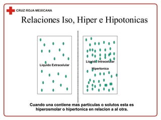 Relaciones Iso, Hiper e Hipotonicas Liquido Intracelular Hipertonica Cuando una contiene mas particulas o solutos esta es ...