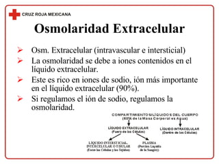 <ul><li>Osm. Extracelular (intravascular e intersticial)  </li></ul><ul><li>La osmolaridad se debe a iones contenidos en e...