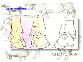 Generalidades de la anatomía | PPTX