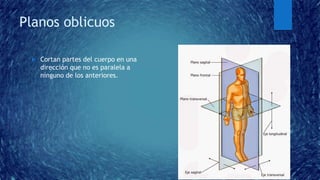 Generalidades de anatomia | PPTX