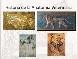 Veterinary Structure Comprehensive Veterinary Anatomy: Structure, Function, and Clinical ...
