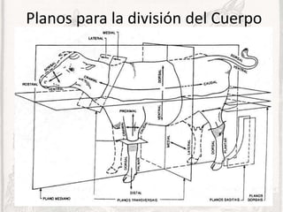 Veterinary Structure Comprehensive Veterinary Anatomy: Structure, Function, and Clinical ...