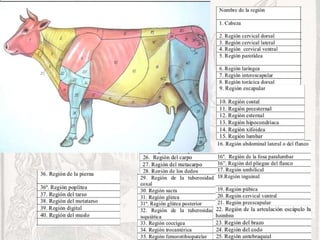 Veterinary Structure Comprehensive Veterinary Anatomy: Structure, Function, and Clinical ...